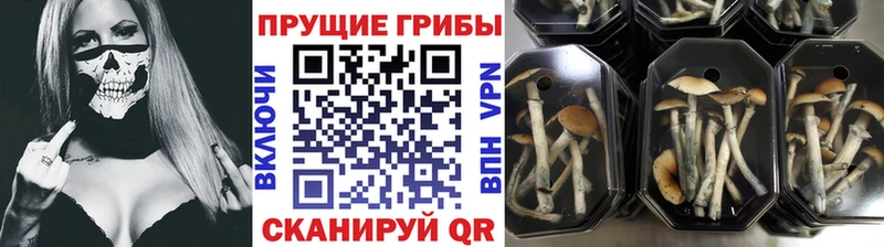Псилоцибиновые грибы Magic Shrooms  ОМГ ОМГ зеркало  Саров 